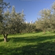 assisi-05-cl-025