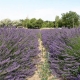 provence-camargue-09-062