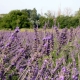 provence-camargue-09-063