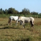 provence-camargue-09-072
