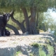 provence-camargue-09-105