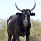 provence-camargue-09-106