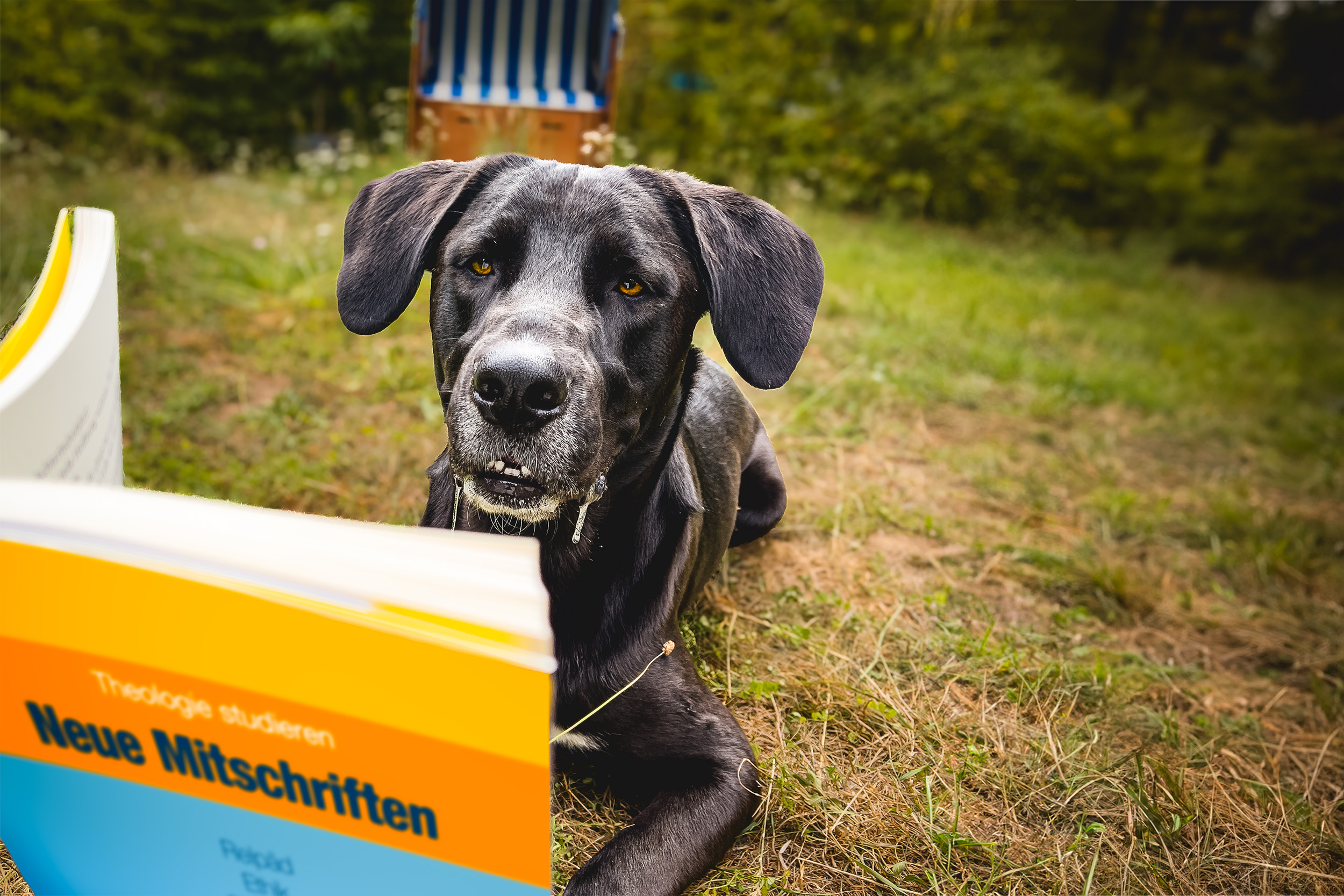 Theologie studieren: Neues