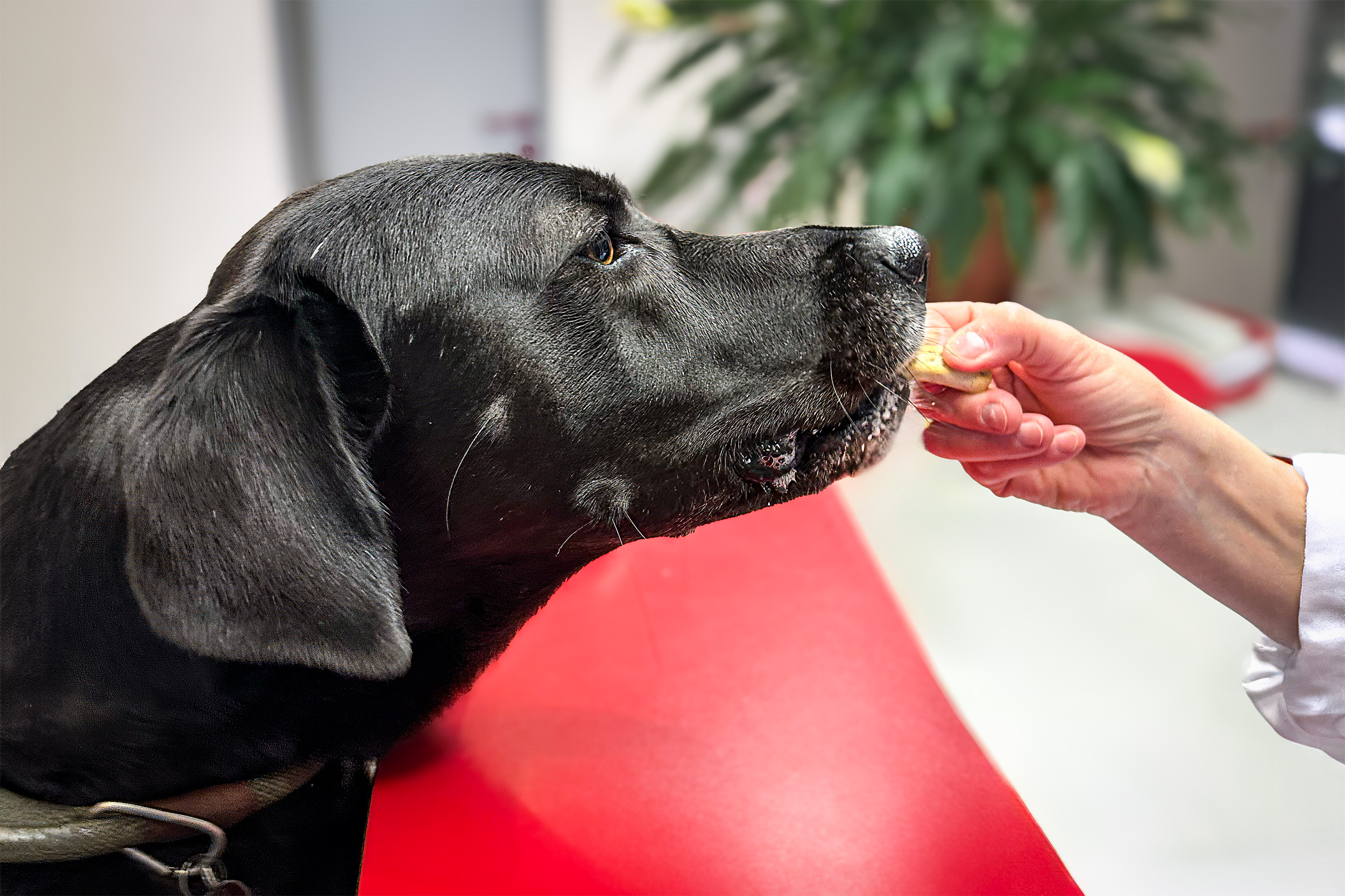 Happy Hour (beim Hundedoc)